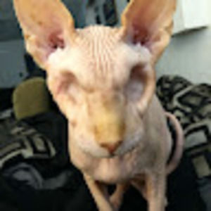 Meet your Posher, Porter